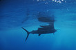 Foto: Sailfish fish swimming in ocean Sailfish fish swimming in ocean