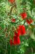 Foto: Red bottlebrush flowers. Callistemon Red bottlebrush flowers. Callistemon