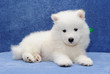 Beautiful Samoyed (or Bjelkier) puppy looking into the camera