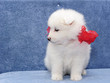 Fluffy white puppy of Samoyed dog (or Bjelkier) looking aside