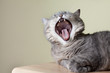 Cat yawning with mouth wide open and shows fangs
