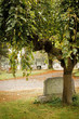 Fall graveyard