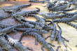 Alligators in an everglades farm, florida Alligators in an everglades farm, florida