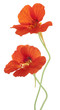 nasturtium
