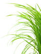 brins d'herbe verte