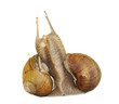 snail in love