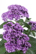 Vanilleblume