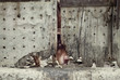 Dog behind door Dog behind door