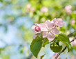 Spring flowers