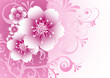 Floral, Frühling, Pink, Pflanze, abstrakt, Sommer, Violett, Rosa