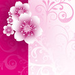 Floral, Frühling, Pink, Pflanze, abstrakt, Sommer, Freude