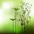 floral background, dandelion floral background, dandelion