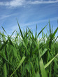 Beautiful green grass under blue sky Beautiful green grass under blue sky