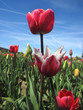 Beautiful tulips field in spring time Beautiful tulips field in spring time