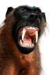 baboon trophy