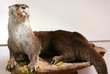 otter trophy