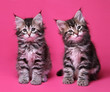 Portrait of two cute siberian kittens on pink background