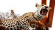 Leopard objects