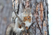 Squirrel.