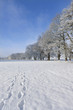 Footprints through fresh snow in winter landscape