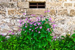 texture of an old brick wall and flowers texture of an old brick wall and flowers