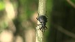 Black beetle sitting on a thin twig