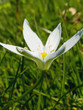 Wild white flower