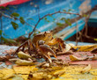Potamon fluviatile freshwater crab