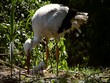 Video: Stork with young Stork with young