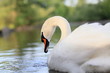 Schwan-12239b1