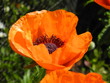 Ziermohn