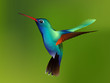 hummingbird