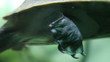 Snake-necked turtle swimming underwater