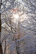Photo: Sun shining through snow covered tree branches Sun shining through snow covered tree branches