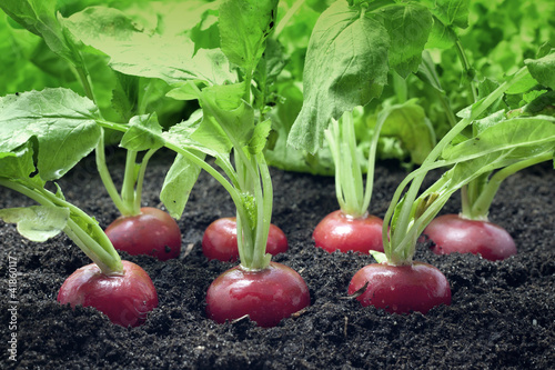 Photo: radish growing in the garden radish growing in the garden