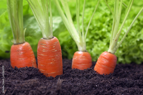 Photo: carrots growing in the garden carrots growing in the garden