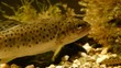 Trota Fario. Brown Trout