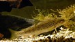 Trota Fario. Brown Trout