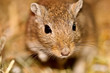 Mongolische Wuestenrennmaus (Meriones)