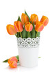 Orange tulips in flowerpot Orange tulips in flowerpot
