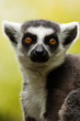 Katta (Lemur catta)
