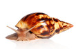 Photo: Giant African snail Achatina crawling Giant African snail Achatina crawling