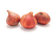 Three tulip bulbs