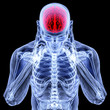 brain