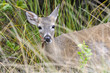 key deer, odocoileus virginianus clavium