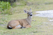 key deer, odocoileus virginianus clavium