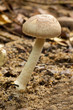 grow up mushroom