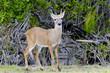 Photo: key deer, odocoileus virginianus clavium key deer, odocoileus virginianus clavium