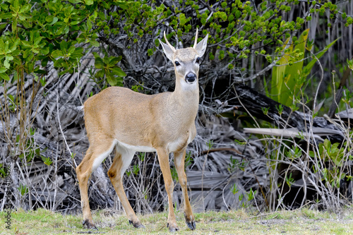 Photo: key deer, odocoileus virginianus clavium key deer, odocoileus virginianus clavium