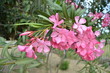 Flowers of Spring